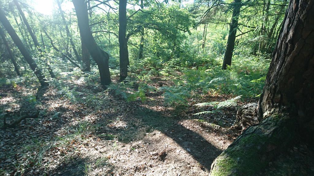 Ferienwohnung Hellwig Wendisch Rietz Esterno foto